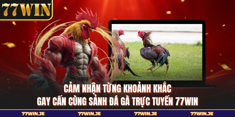 Cảm nhận từng khoảnh khắc gay cấn cùng sảnh đá gà trực tuyến 77WIN