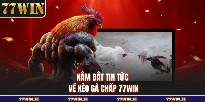 Nắm bắt tin tức về kèo gà chấp 77WIN